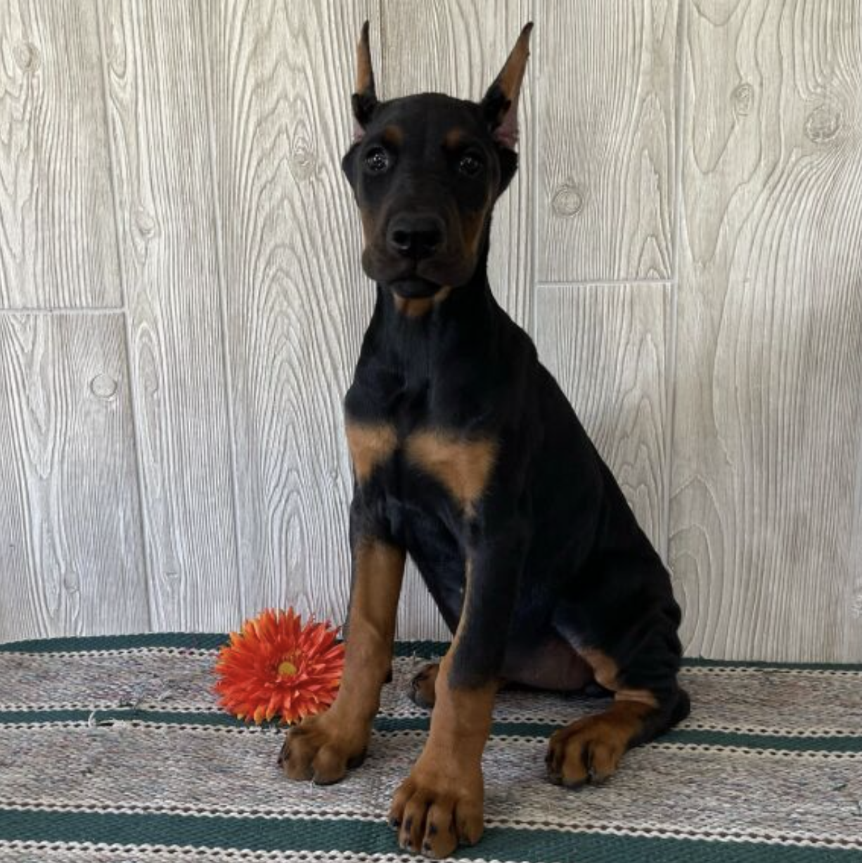 comprar cachorros sanos, baratos y asequibles para la venta